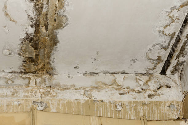 Mold Remediation for Rental Properties in Pawcatuck, CT