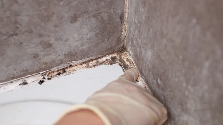 Best Attic Mold Removal  in Pawcatuck, CT